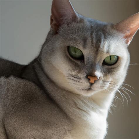 Burmilla: Cat Breed Profile, Characteristics & Care