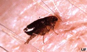 Fleas - Spears Pest Control