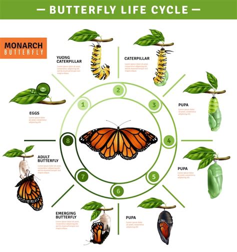 Free Vector | Butterfly Life Cycle Infographics