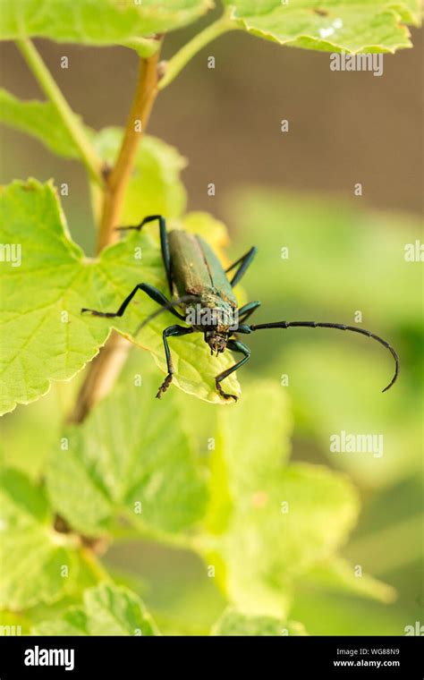 Insect mouthparts hi-res stock photography and images - Alamy