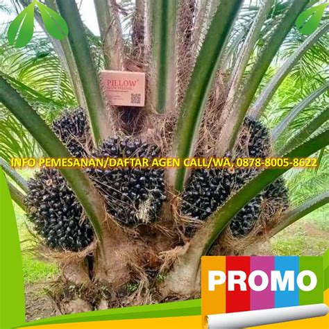 Pemupukan Tanaman Kelapa Sawit Menghasilkan ASLI, (0878-8005-8622) by Agen Grosir Pupuk Organik ...