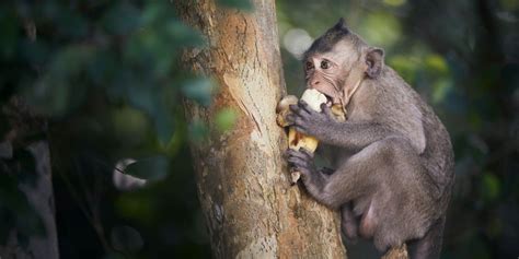 Exploring the National Parks of Cambodia | GVI | GVI