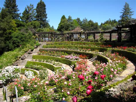 A Wonderful Day at the Berkeley Rose Garden