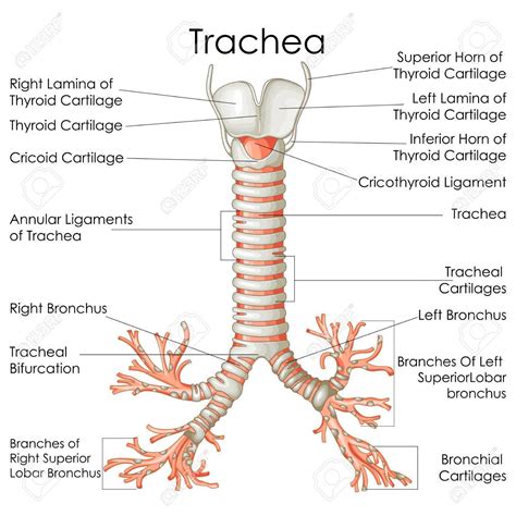 Medical Education Chart of Biology for Trachea Diagram. Vector illustration Stock Vector - 7965 ...