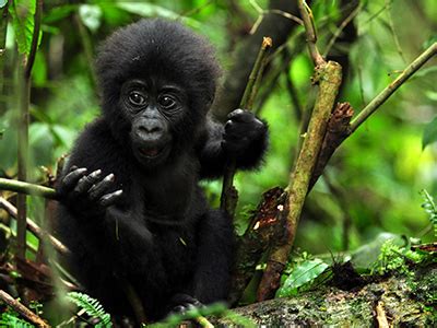 5 Days Rwanda Wildlife Safari, mountain Gorilla Trekking tour