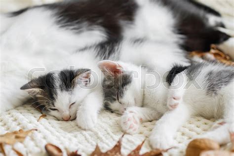 Cute Baby Kittens Sleeping