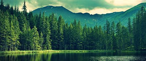 Mountain Forest 4K Wallpapers - Top Free Mountain Forest 4K Backgrounds - WallpaperAccess