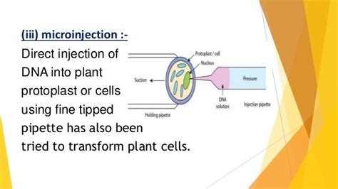 Transgenic plants