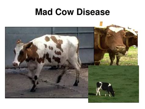 PPT - Mad Cow Disease PowerPoint Presentation, free download - ID:5257179