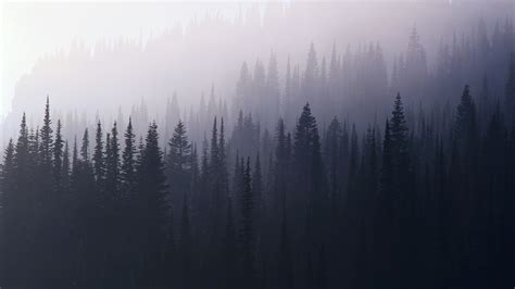 🔥 Free Download Foggy Forest Wallpaper Hd Flip by @aestrada | WallpaperSafari