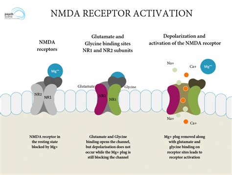 Memantine - Mechanism of Action & Clinical Application