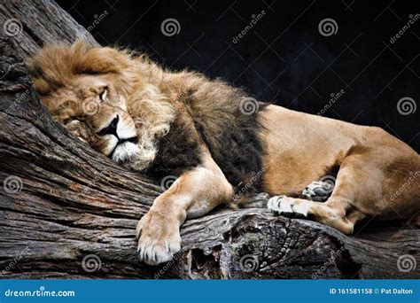 Lion Sleeping On A Tree Trunk Stock Image | CartoonDealer.com #25915525