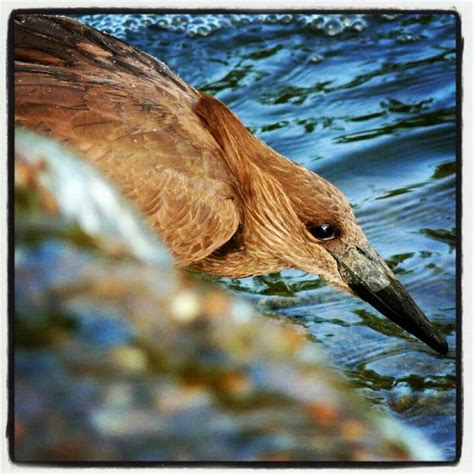 Hammerkop | Animals, Ecosystems, African