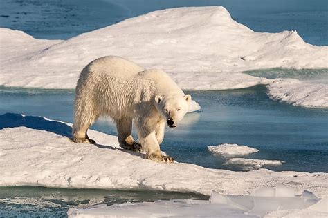 What are the Largest Bear Species? - WorldAtlas