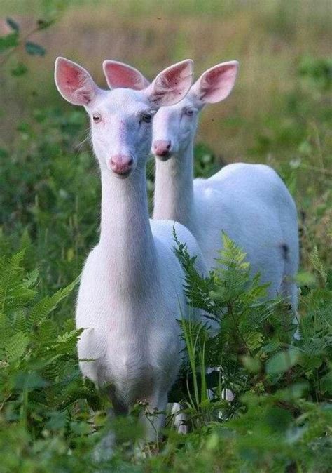 Albino deer | Albino deer, Animals wild, Albino animals