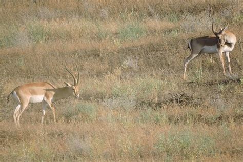 THE 10 BEST Tajikistan Nature & Wildlife Areas (with Photos) - Tripadvisor