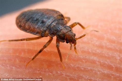 Brace yourself for a bed bug invasion! Travellers and a mild winter set to drive up numbers of ...