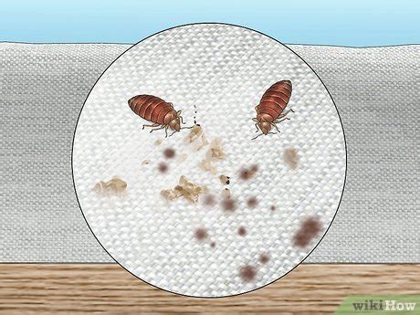 12 Simple Ways to Identify Bed Bug Droppings - wikiHow