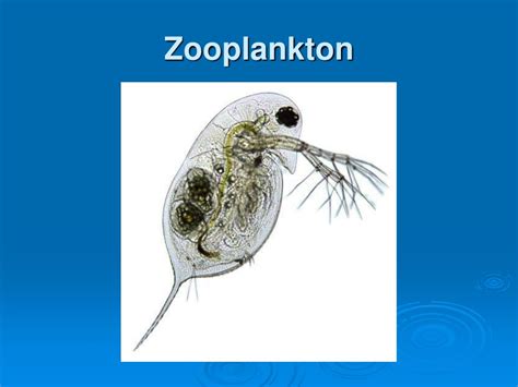 PPT - Zooplankton PowerPoint Presentation, free download - ID:353867