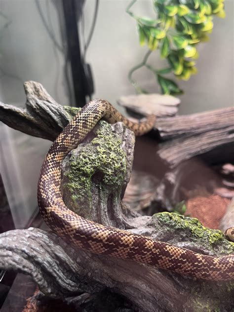 Morph? : r/kingsnakes