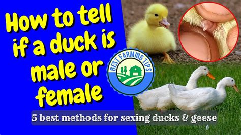 How to tell if a duck is male or female: 5 best methods for sexing ducks & geese - YouTube