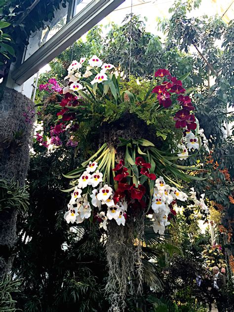 The New York Botanical Garden Orchid Show - Quintessence