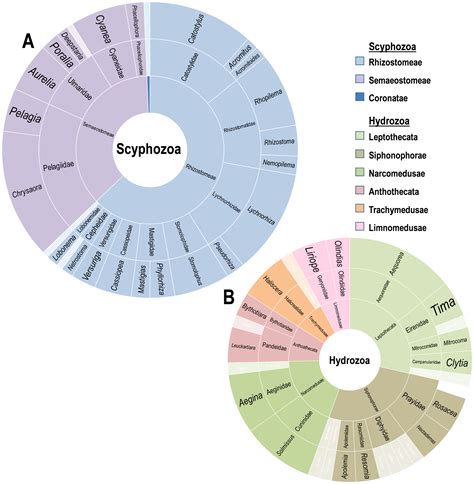 Planktonic associations between medusae (classes Scyphozoa and Hydrozoa) and epifaunal ...