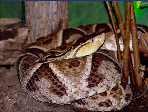 - Bothrops asper - Naturfakta