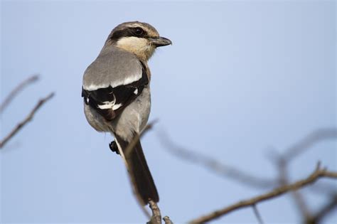 2,000+ Shrike Pictures