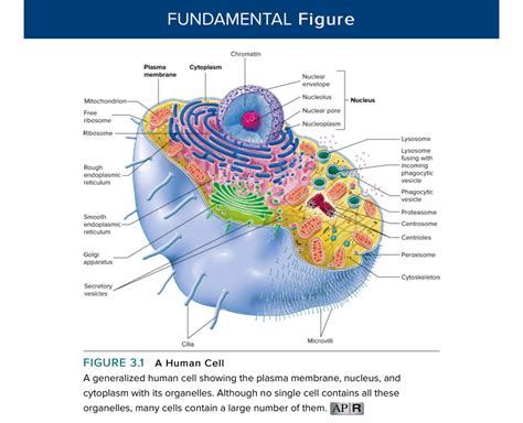 Cell Parts (Functions) Diagram | Quizlet