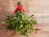 9 Amazing Benefits of Mistletoe | Organic Facts