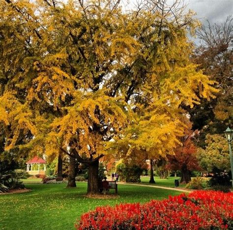 Albury Botanical Gardens | Botanical gardens, Garden, Small island