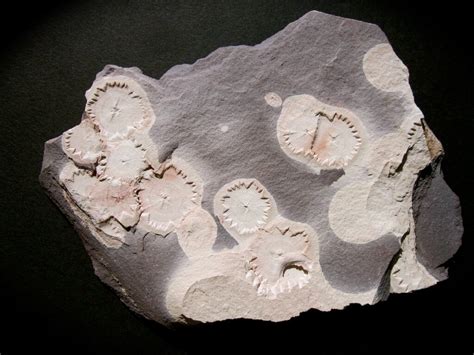 Ediacaran Fossils