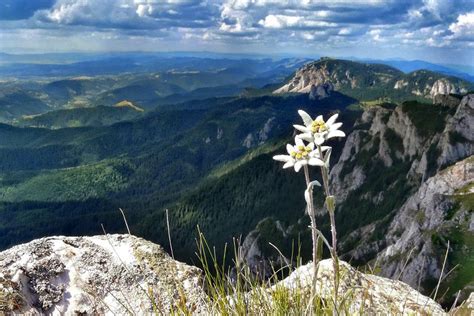 Rare Dirndln: History of the Edelweiss Flower & Why We LOVE it!