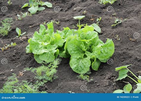 Green Leaf Lettuce Growing in the Garden Stock Image - Image of daytime ...