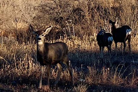 Wildlife... - Lake Meredith National Recreation Area