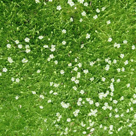 Irish Moss Seeds Irish Moss Ground Cover Seeds Sagina | Etsy