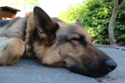 How Much Do German Shepherds Sleep? - The Good German Shepherd