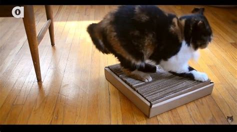 How To Make a DIY Cardboard Cat Scratcher-Kittentoob