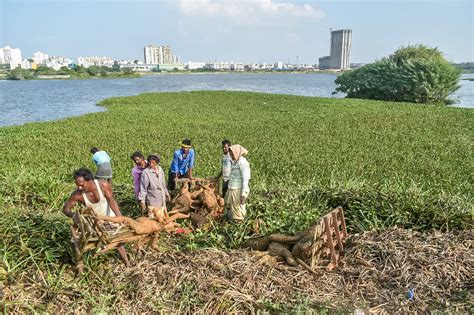 Lakes of Bengaluru: Begur Lake, its fight for existence and a contentious Shiva statue in the ...