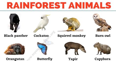 Rainforest Animals: List of 25+ Animals that Live in the Rainforest Rainforest Animals List ...