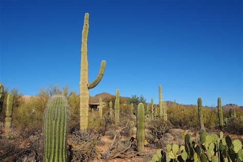 Arizona-Sonora Desert Museum Hours - Today, Opening, Closing, Saturday ...