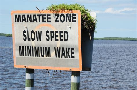 FAU | Slower Boat Speeds May Cause Manatees More Harm than Good | http ...