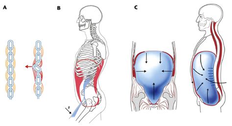 The Diaphragm: It Does More Than We Think - Breathing & Core Stability!