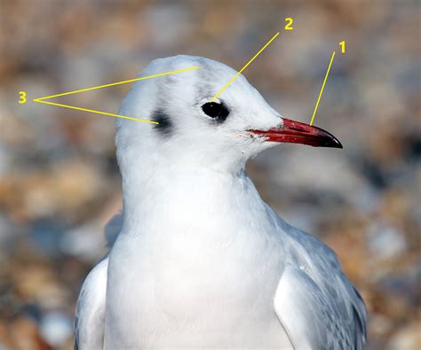 Identification Guide to Winter Gulls - Part 1 - WingSearch2020