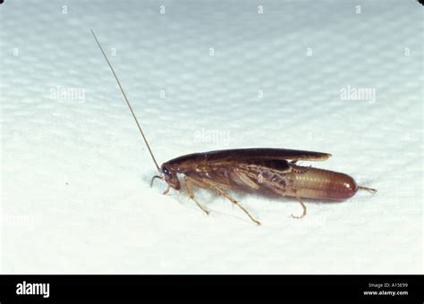 COCKROACH WITH EGG CASE Stock Photo - Alamy