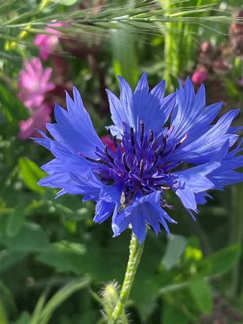 Annual Plug Collection | Naturescape Wildflower Farm