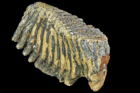 9.9" Fossil Palaeoloxodon (Mammoth Relative) M2 Molar - Hungary (#149775) For Sale - FossilEra.com