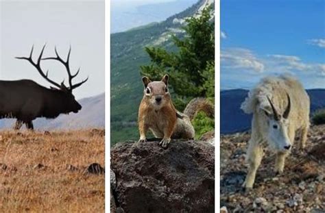 25 Amazing Colorado Wildlife Photos You Captured in 2021