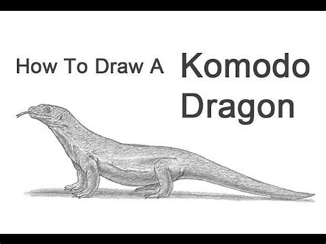 Komodo Dragon | Komodo dragon, Komodo, Drawings